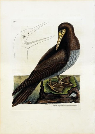 Catesby Engraving, The Booby