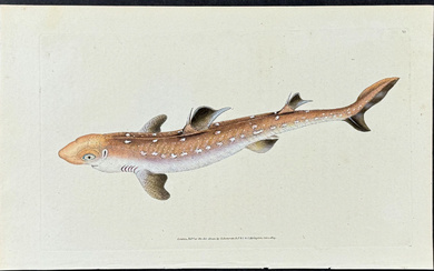 Donovan - Picked Shark or Dog Fish. 82