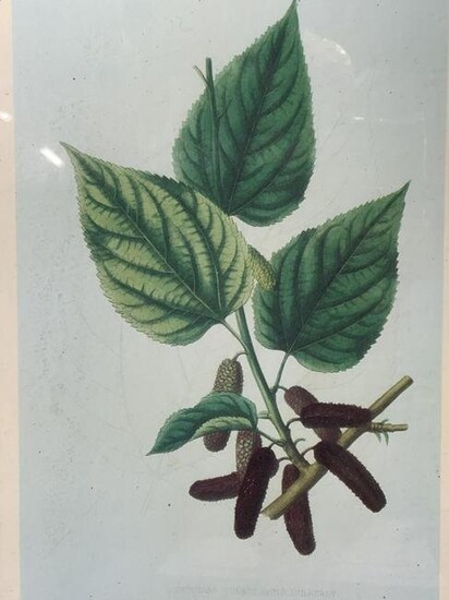 Downings Everbearing Mulberry Botanical Lithograph