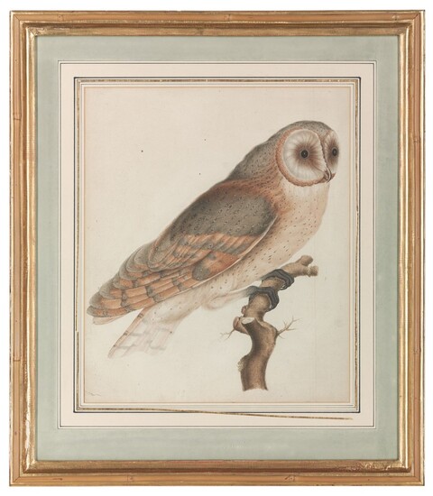 German School (?), Early 19th Century, A barred owl perching on a branch