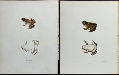 Holbrook - Pair of Frog or Toad Lithographs