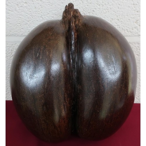 Large Coco-De-Mer shell (32cm x 28cm x 16cm)