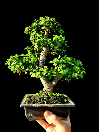 Portulacaria afra Bonsai tree 20 year old plant