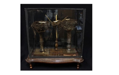 1970s Italian Curiosity Cabinet with Birds' Nests - - - - 52×50×26 cm