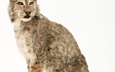 A taxidermy mount Eur-Asian lynx (Lynx lynx).