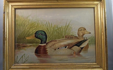 Antique Mallard Drake Duck by Alexander Pope