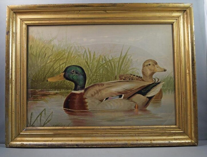 Antique Mallard Drake Duck by Alexander Pope