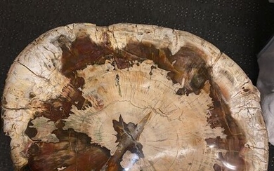 Araucaria Cones - 47×29×34 cm - 150 kg - (1)