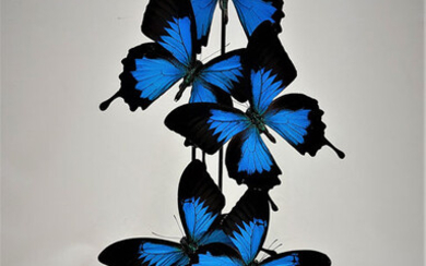 Blue Emperor Butterflies artfully mounted under glass dome - Papilio ulysses- 38×24×24 cm