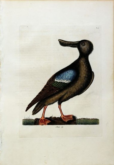 Catesby Engraving, The Blue Winged Shoveler