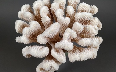 Cauliflower Coral on custom stand Coral - Pocillopora eydouxi
