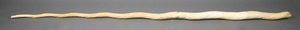 Dent de Narval (Monodon monoceros). L : 223 cm. CI…