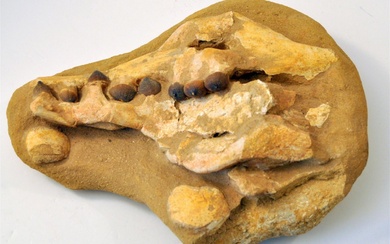 Globodont dinosaur jaw specimen