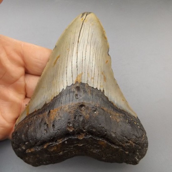 Large Megalodon - Tooth - Carcharocles megalodon - 132×103×27 mm