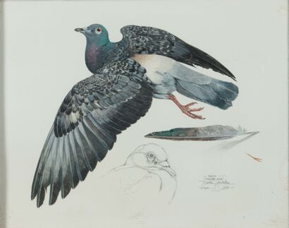 Martin KNOWELDEN (1943). Le pigeon. Aquarelle...