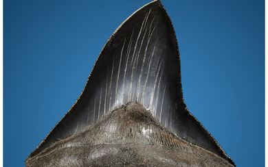Megalodon Shark Tooth Otodus megalodon Miocene Morgan River South...