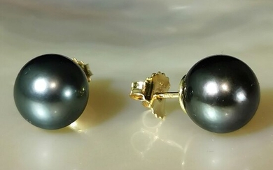 Perfect round Peacock Blu shades Ø 11,10 mm and big studs - 18 kt. Tahitian pearls, Yellow gold - Earrings