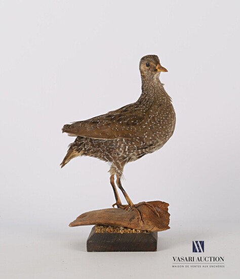 Poulette de roche (Ptilopasus petrochus,... - Lot 89 - Vasari Auction
