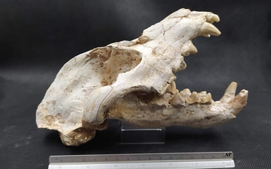 Skull - Ictitherium