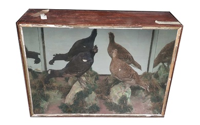 Taxidermy: a Victorian taxidermy game bird display case