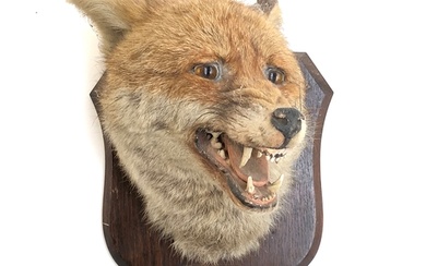 Taxidermy interest: Fox Mask, circa early 20th century, by P...