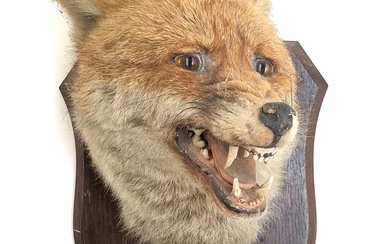 Taxidermy interest: Fox Mask, circa early 20th century, by P...