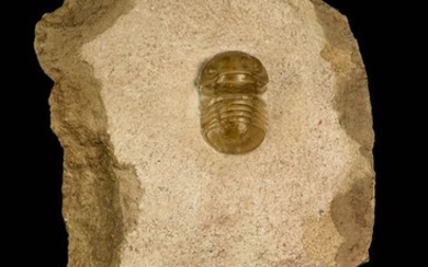 Trilobite - Top Rare Nileus armadillo