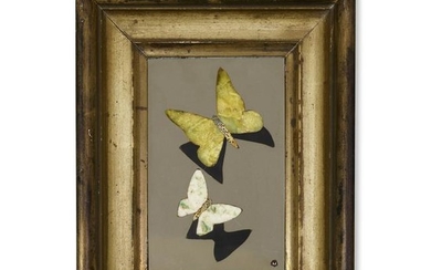 Richard Blow, Untitled (Two butterflies)