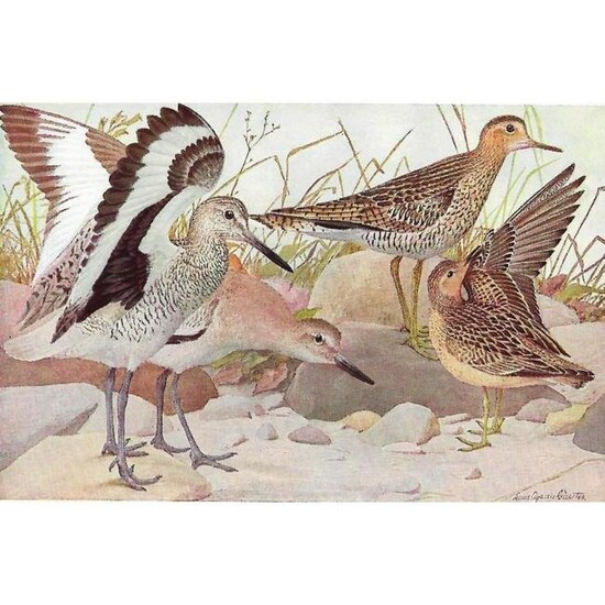 1936 Pearson Birds, #63 Upland