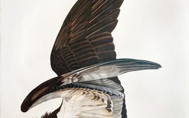 Audubon Aquatint Fish Hawk