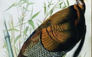 Audubon Aquatint Engraving, Male Turkey, Plate 1