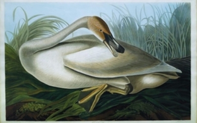 Audubon Aquatint Engraving, Trumpeter Swan (Young)