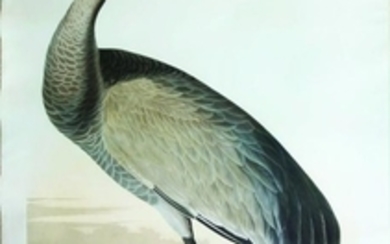 Audubon Bird Engraving, Hooping Crane
