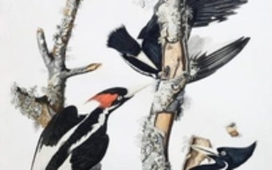 Audubon Engraving, Ivory-Billed Woodpecker