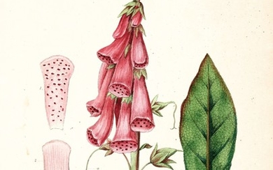 Dreves and Hayne | Choix de plantes d'Europe, 1802, 5 volumes
