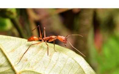 ECUADORIAN ANT Taxon: Ant | Genus: Odontomachus This amazing...