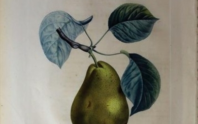 Turpin Fruit Engravings