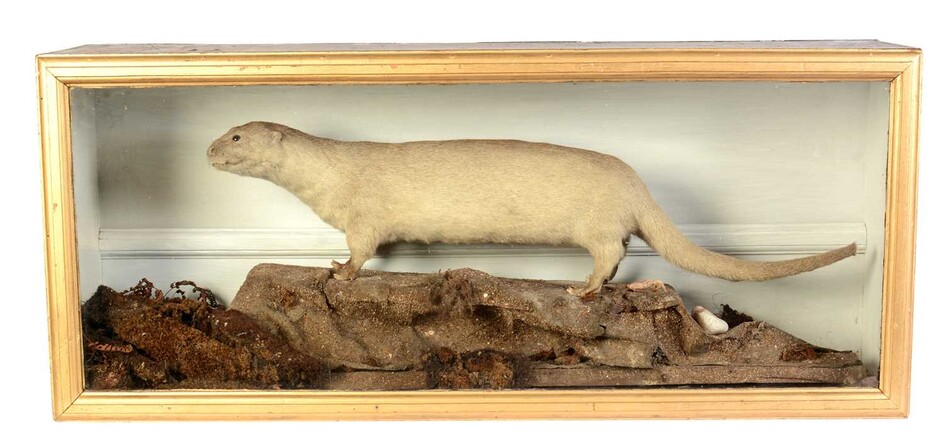 A 19th Century taxidermy white otter