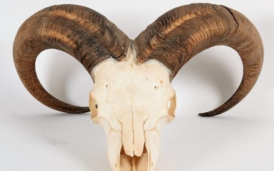 Antlers/Horns: Barbary Sheep (Ammotragus lervia lervia), circa 1970, large adult...