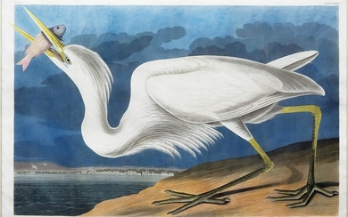 Audubon Aquatint, Great White Heron