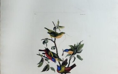Audubon Aquatint, Painted Bunting