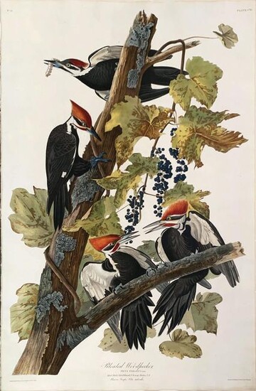 Audubon Aquatint, Pileated Woodpecker