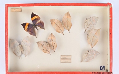 Boite entomologique présentant sept Kallima... - Lot 9 - Vasari Auction