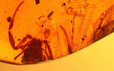 Burmese amber cabochon - with Scorpion on Raptor Feather Inclusion - Deinonychus or Velociraptor sp.