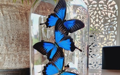 Butterfly Dome with Blue Emperor butterflies