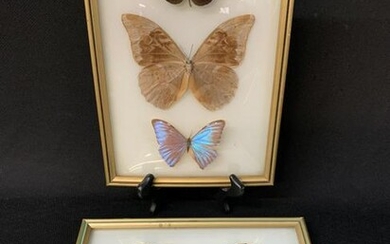 Collection Of Butterflies, Moths Mounted Taxidermy