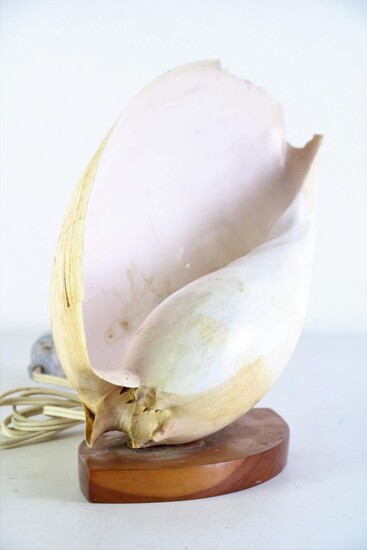 Conch shell form lamp on timber base (H28cm), some chips and cracks