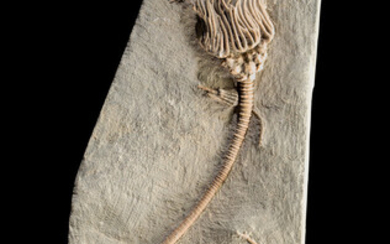 Crinoid Fossil Actinocrinites gibsoni Mississippian Edwardsville Formation Crawfordsville, Indiana,...