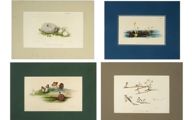 ENGLISH BOTANICAL LITHOGRAPHS BY ANNA M HUSSEY
