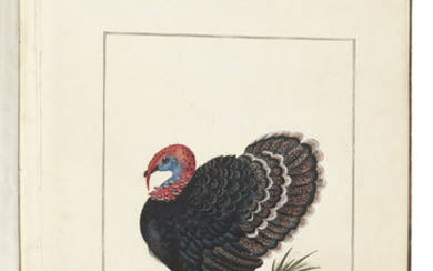 HAYES, Charles (1772-1826). Ornithological watercolours. [London], 1808-1813.